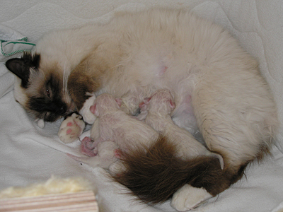 Mama mit Babies
